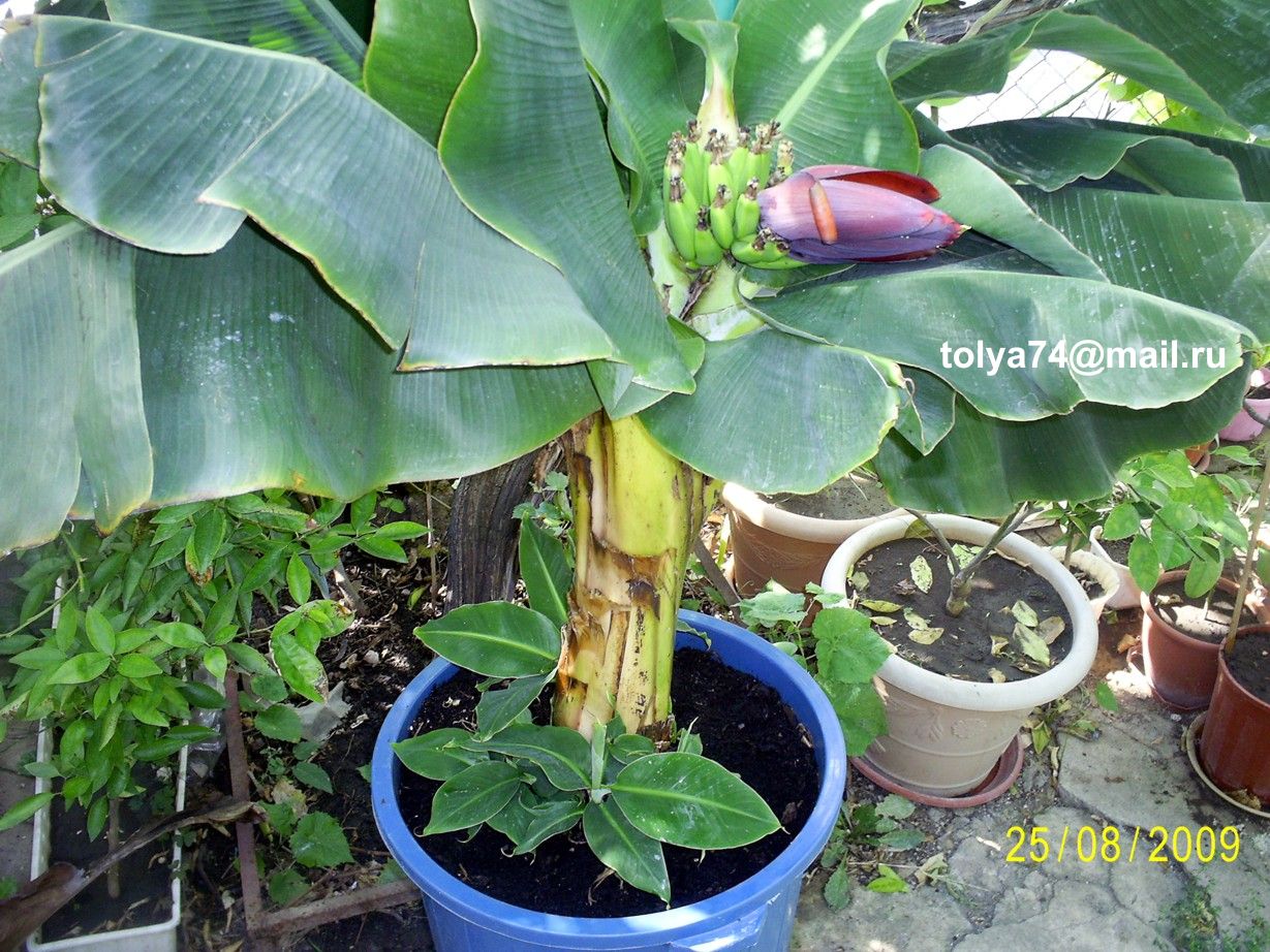 Банан в домашних условиях. Комнатный банан. Выращивание и уход.