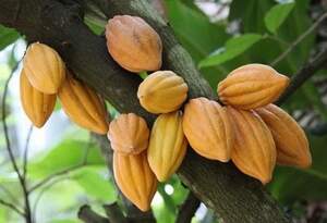 Какао или Шоколадное дерево (Theobroma cacao)