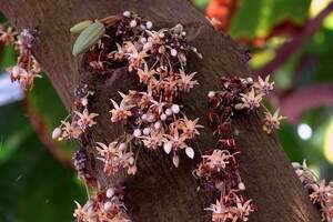 Какао або шоколадне дерево (Theobroma cacao)