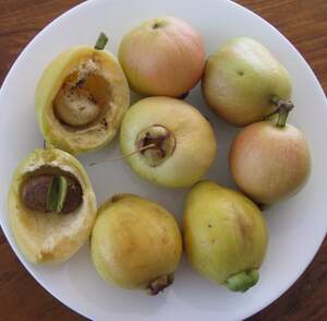 Сизигиум ямбоз -  розовое яблоко (Syzygium jambos)
