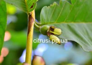 Гуава. (Psidium guineense) Гуава. (Psidium guineense)
