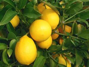 Лимон Мейер (Citrus Limon Mejer) 3 года