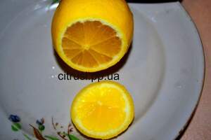 Лимон Мейер (Citrus Limon Mejer) 3 года