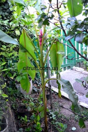 Банан бархатный (Musa velutina)  Саженец