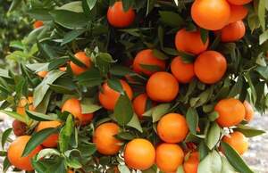 Клементин (лат. - Citrus clementina)