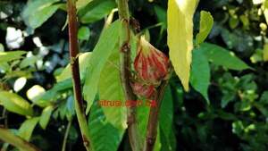 Гибискус Каркаде или Hibiscus SABDARIFFA , Суданская роза