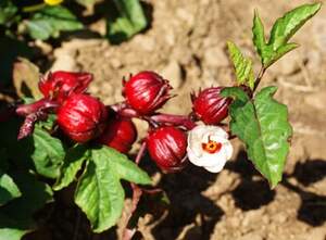 Гибискус Каркаде или Hibiscus SABDARIFFA , Суданская роза