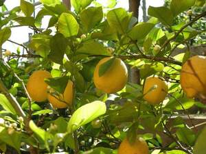 Новогрузинский (Ново-Афонский) лимон. С завязями плодов.
