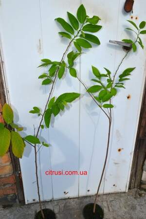 Annona squamosa,Аннона сахарная Взрослое растение.