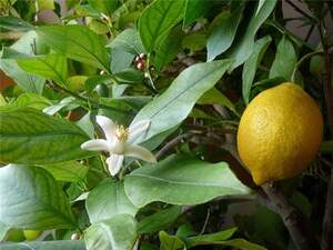 Лимон Мейер (Citrus Limon Mejer).Укоренённые саженцы.