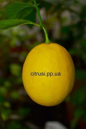 Лимон Мейер (Citrus Limon Mejer).Укоренённые саженцы.