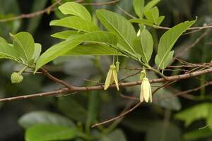 Annona squamosa (аннона чешуйчатая)