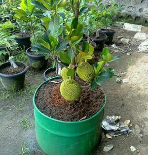 Джекфрут (Jackfruit)