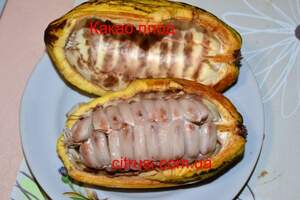 Какао або шоколадне дерево (Theobroma cacao)