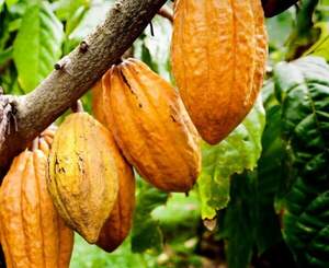 Какао або шоколадне дерево (Theobroma cacao)