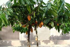 Какао або шоколадне дерево (Theobroma cacao)