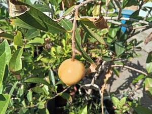 Сизигиум ямбоз -  розовое яблоко (Syzygium jambos)
