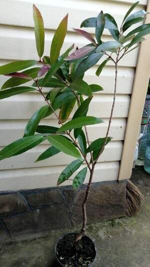 Сизигиум ямбоз -  розовое яблоко (Syzygium jambos)