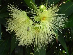 Сизигиум ямбоз -  розовое яблоко (Syzygium jambos)