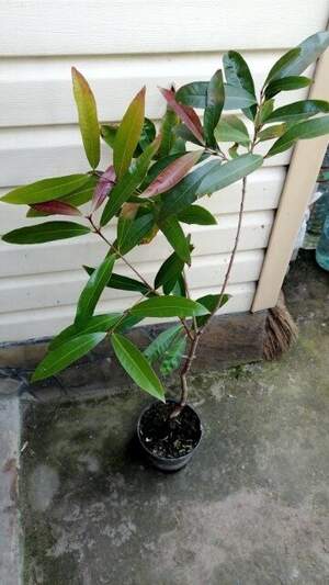 Сизигиум ямбоз -  розовое яблоко (Syzygium jambos)
