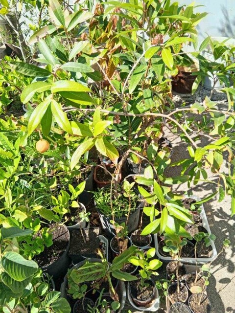 Сизигиум ямбоз - розовое яблоко (Syzygium jambos) Саджанці банан