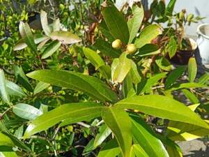 Сизигиум ямбоз -  розовое яблоко (Syzygium jambos)