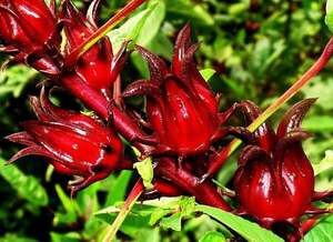 Гібіскус Каркаде або Hibiscus SABDARIFFA, Суданська троянда