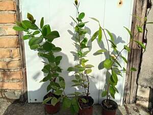 Гуава сунична