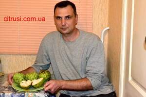 Аннона Черімойя (Annona cherimola) Sugar Apple