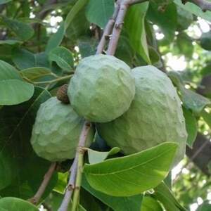 Аннона Черімойя (Annona cherimola) Sugar Apple