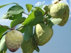 Аннона Черімойя (Annona cherimola) Sugar Apple