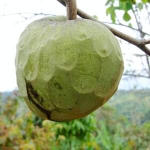 Аннона Черімойя (Annona cherimola) Sugar Apple