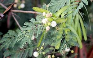 Леуцена світлоголовчаста  Leucaena leucocephala