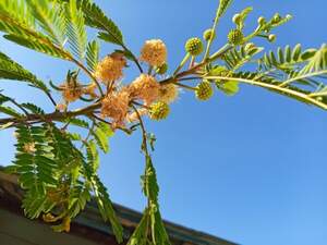 Леуцена світлоголовчаста  Leucaena leucocephala