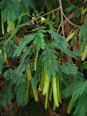 Леуцена світлоголовчаста  Leucaena leucocephala