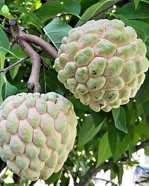 Annona squamosa (аннона луската)