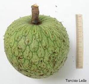 Аннона горная ( Annona montana )
