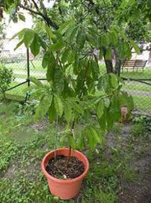 Аннона горная ( Annona montana )
