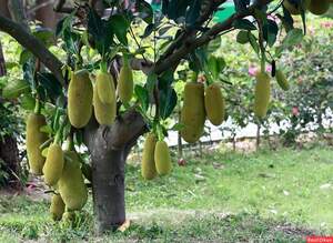 Джекфрут (Jackfruit)