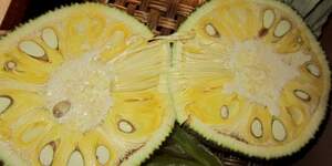 Джекфрут (Jackfruit)