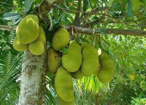 Джекфрут (Jackfruit)